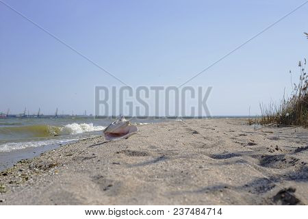 Large Sea Shell In Water Nature Water Ocean River Shore Yellow Gray Brown