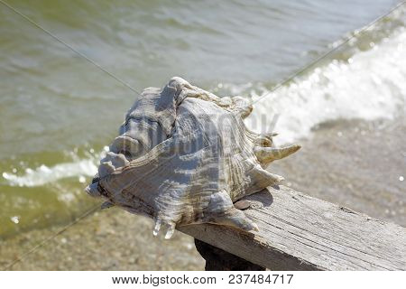 Large Sea Shell In Water Nature Water Ocean River Shore Yellow Gray Brown