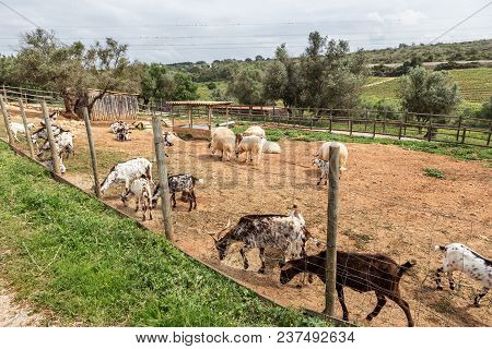 A Herd Of Portuguese Goats Is Kept In The Stall. To Graze
