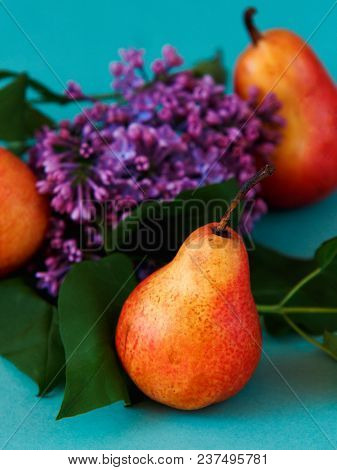 Stll Life Of Three Bright Red Williams Pears And A Branch Of Lilac On Turquoise Background