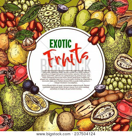 Exotic Fruits Sketch Poster Of Tropical Passion Fruit, Mangosteen Or Tamarind And Guava, Lychee Or D