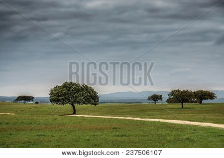 Portuguese landscape in Alentejo region with green grass plains and sparse trees