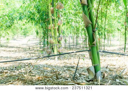 Close Up Green Bamboo Planted In The Garden,bambusa Beecheyana Munro Beechey Bamboo, Silkball.