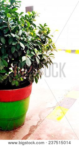 Natural Greenary Small Plant In A Pot