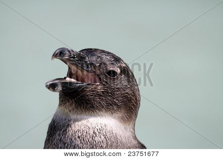 Jackass Penguin