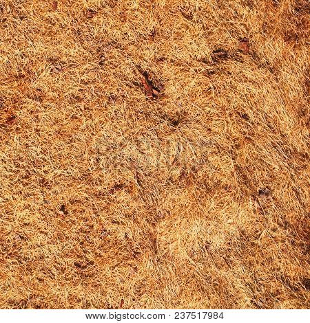 Natural Texture Of A Dry Grass. Nature.