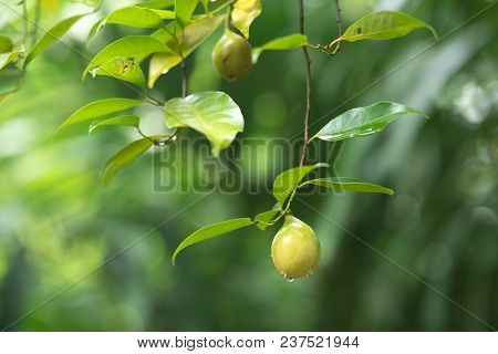 Fresh wild nutmeg hanging on tree in Banda Neira island, Molluccas, Indonesia