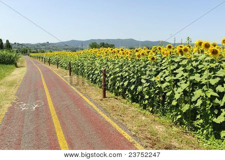 เลนสำหรับจักรยานและทานตะวันในทัสคานี