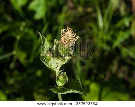 Blooming Cabbage Or Siberian Thistle, Cirsium Oleraceum, Flowers, Bud And Leaves With Fly Defocused,
