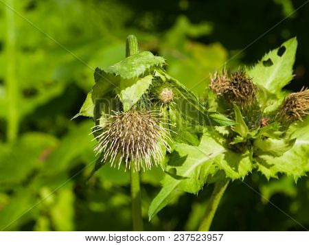 Blooming Cabbage Or Siberian Thistle, Cirsium Oleraceum, Flowers, Bud And Leaves With Fly Defocused,