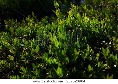 Green Beauty Bushes As Natural Background Image, Green Leaves With Morning Light Sunshine Rays