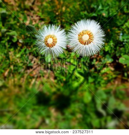 silky white wildflower on green grass in Nebrodi Park, Sicily