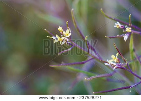 Thymophyllia, Yellow Flowers, Natural Summer Background, Blurred Image, Selective Focus