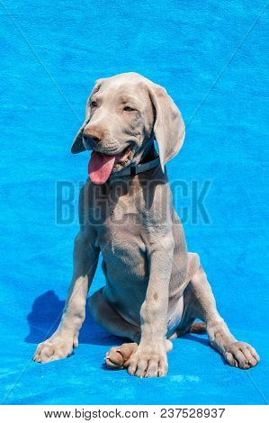 Portrait Of A Weimaraner Puppy On Blue Background. Puppy Of A Hunting Dog