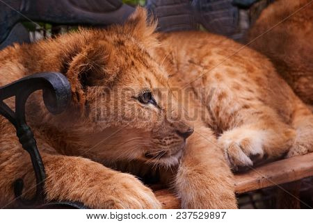 little lionet lying on bench