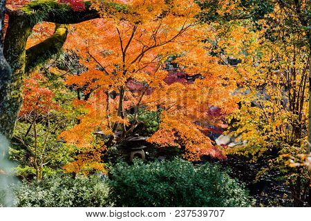 Japan Colorful Forest In Autumn Travel Asia Vintage Film Colortone