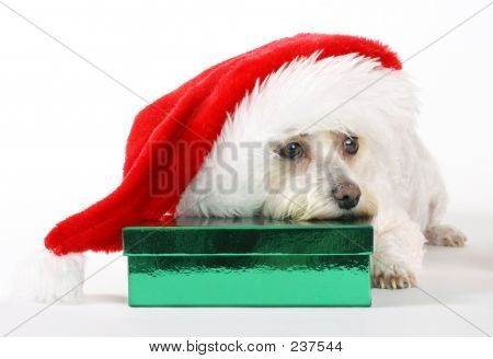 A Dog's Christmas