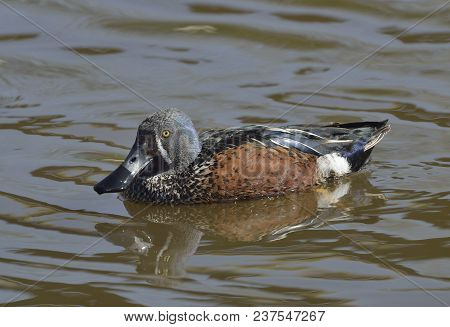 Australasian Shoveler - Anas Rhynchotis 
Male On Water