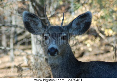 Mule Deer Spike