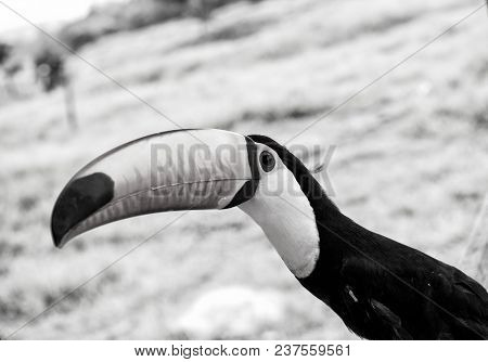 Toco Toucan Bird With Big Beak On Natural Background In Boca De Valeria, Brazil. Wildlife And Nature