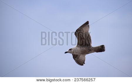 Brighton, United Kingdom - March 29 2018:   A Juvenille Herring Gull In Flight