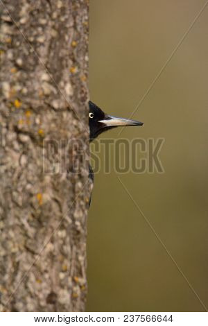 Black Woodpecker, Dryocopus Martius Perched On Tree.