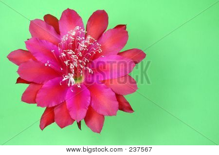 Piękny kwiat różowy