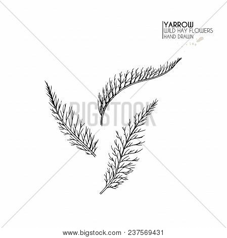 Hand Drawn Wild Hay Flowers. Yarrow Milfoil  Leaves. Medical Herb. Vintage Engraved Art. Botanical I