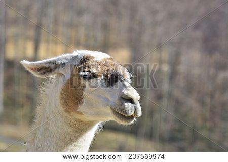 Guanaco (lama Guanicoe). Guanaco Is A Mammal Of The Genus Lam Of The Family Of Camelids.