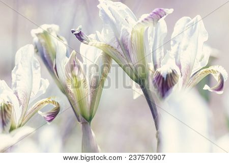 Dwarf Iris Iris Pumila In Coastal Hills And In Steppe, Russia, Caspian Area
