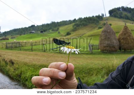 A Male Beautiful Demoiselle Damselfly Rests On A Flower At Fundatura Ponorului, Romania