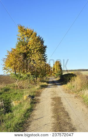 Colorful Trees In The Autumn. Carpathian Mountains In Romania.