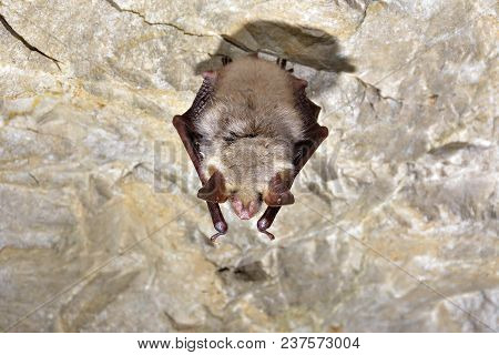 Lesser Mouse-eared Bat (myotis Blythii). Selectiv Focus