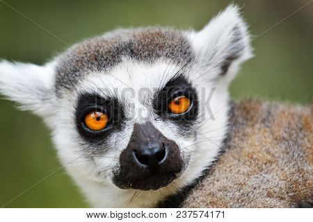 Lemur, Tailed, Ring, Close, Up, Madagascar, Animal, Zoo, Catta, Wild, Monkey, Ring-tailed, Portrait,