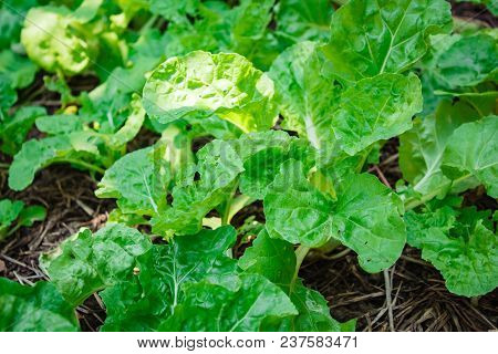White Cabbage (tokyo Bekana), Organic Vegetables On The Farm.