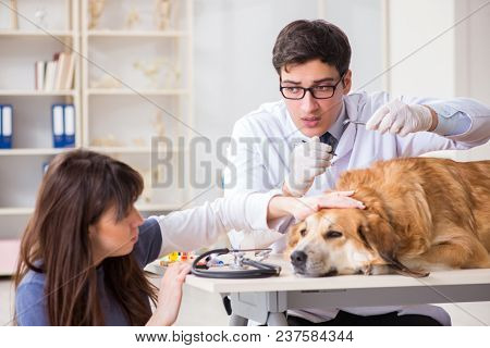 Doctor and assistant checking up golden retriever dog in vet cli