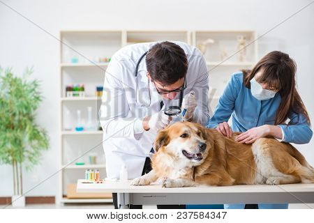 Doctor and assistant checking up golden retriever dog in vet cli