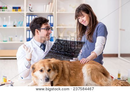 Doctor and assistant checking up golden retriever dog in vet cli