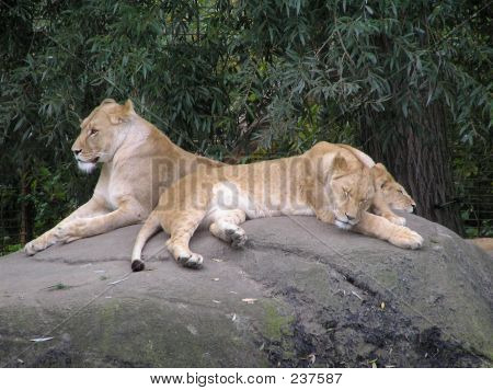 Lions de détente