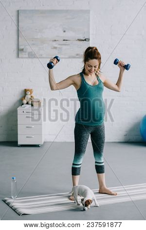 Sportive Pregnant Woman Exercising With Dumbbells In Living Room And Looking At Jack Russell Terrier