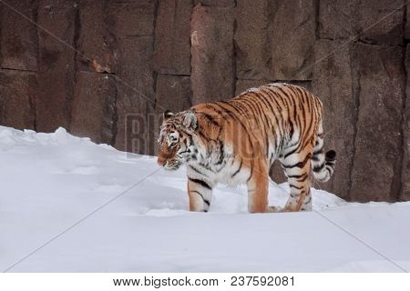 Wild Siberian Tiger Is Walking On White Snow. Animals In Wildife. Winter Morning.