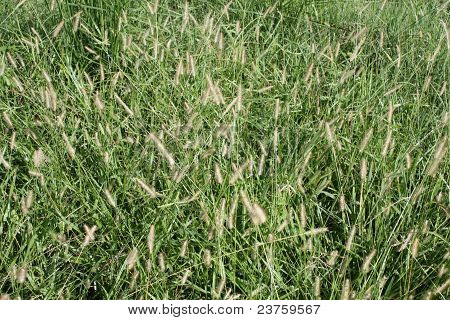 Дикая трава