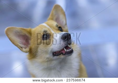 Welsh Corgi Is A Small Dog With Short Paws, Great Cheerfulness, Liveliness, Goodwill, A Hunting Bree