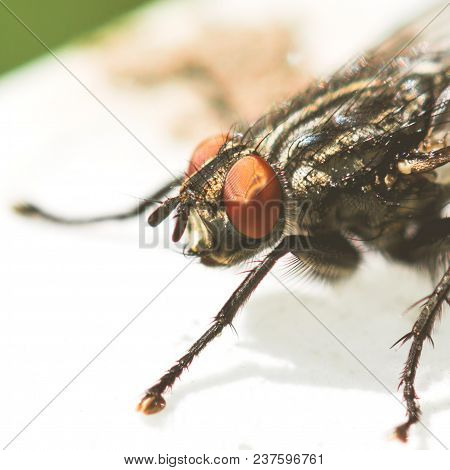 Flesh Fly - Sarcophagidae Insect Closeup Macro Photo