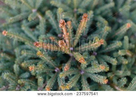 Background From Green Fir Tree Branch. Top View