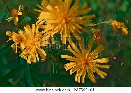 Smooth Hawksbeard - Crepis Capillaris Grassland Wild Flower