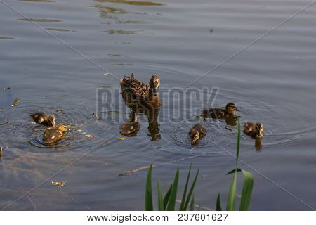 A Female Duck With Its Ducklings Which Swim Quietly Some Behind The Others. They Are In The Pond Of 