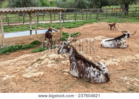 A Herd Of Portuguese Goats Is Kept In The Stall. To Graze
