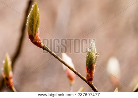 New Leaves And Buds Are Coming In Spring Season