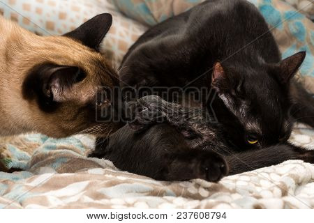 Siamese Cat Sees His Kitten The First Time